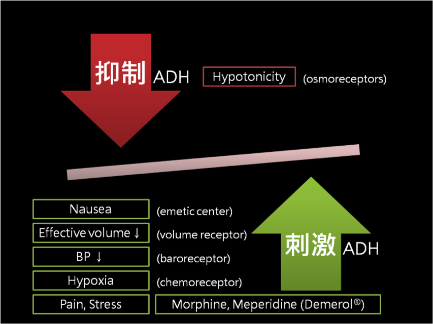 ADH 分泌的調控因素